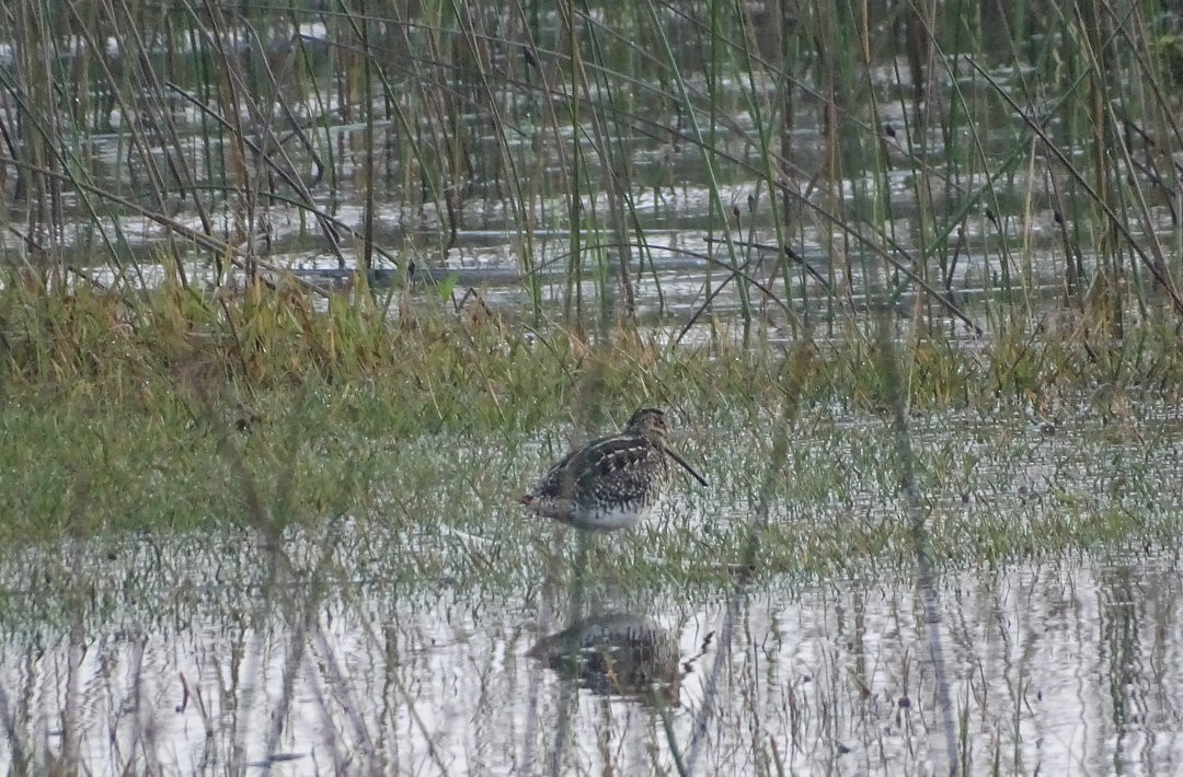 Pantanal Snipe - ML647030380