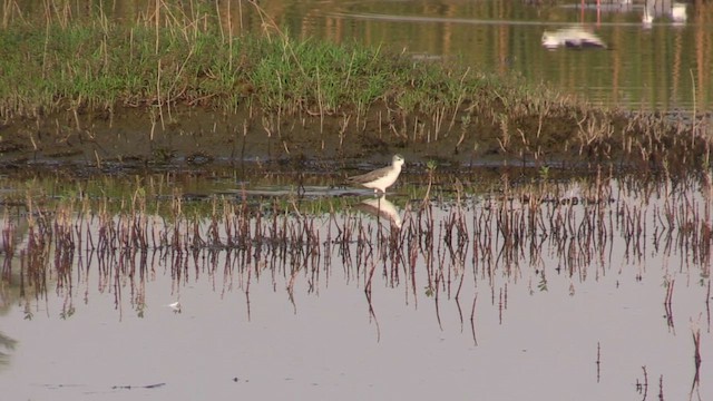 Коловодник ставковий - ML647030382