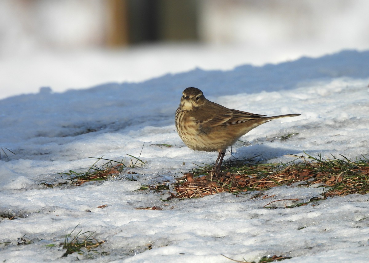 American Pipit - ML647030383