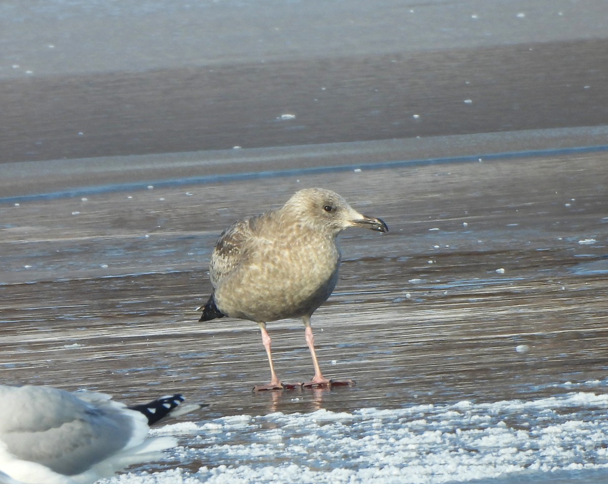 American Herring Gull - ML647030390
