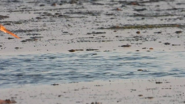 Чапля рифова - ML647030396