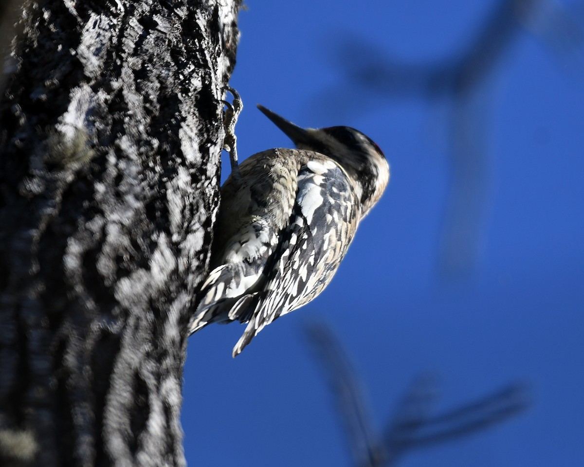 Gelbbauch-Saftlecker - ML647030402