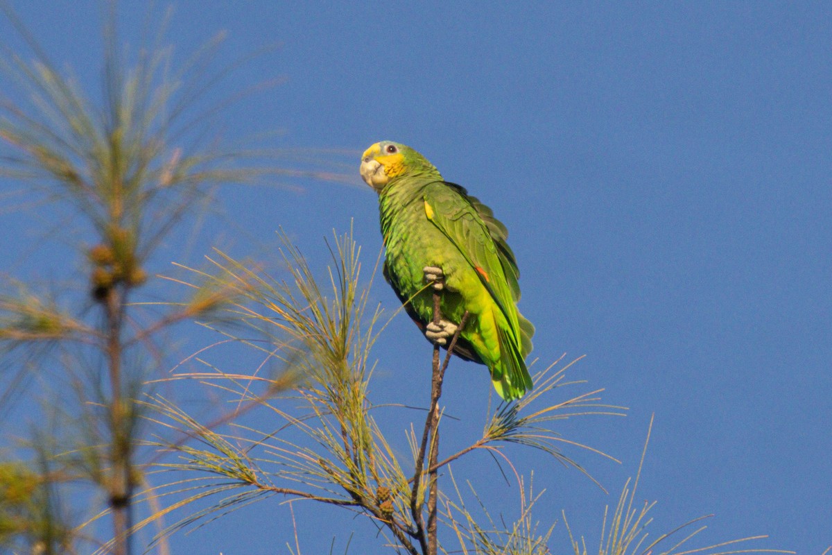 Orange-winged Amazon - ML647030424