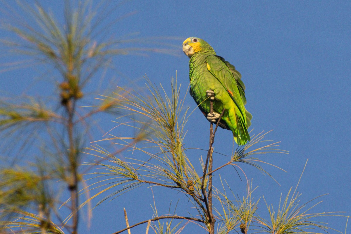 Orange-winged Amazon - ML647030426