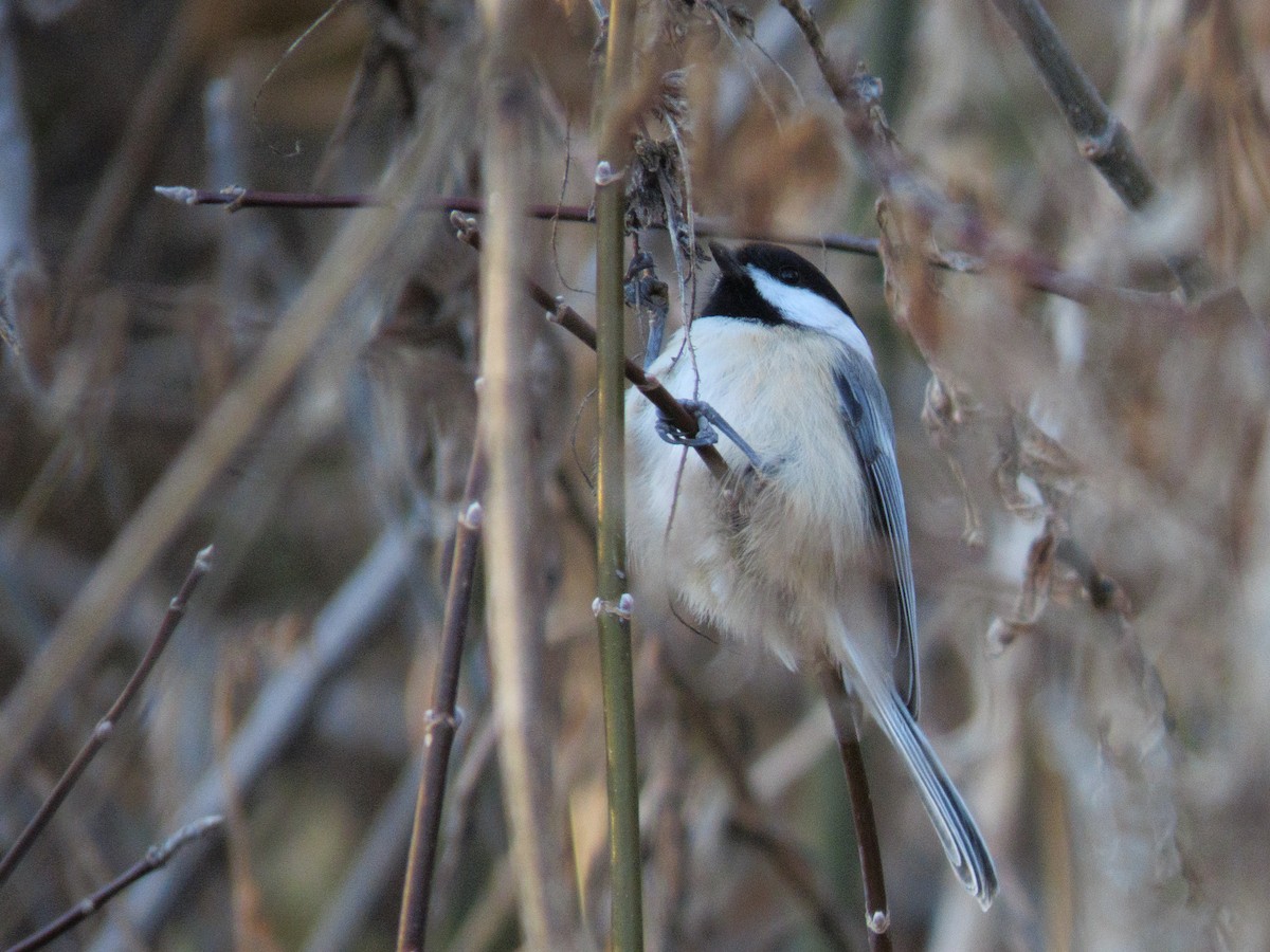 Black-capped Chickadee - ML647030429