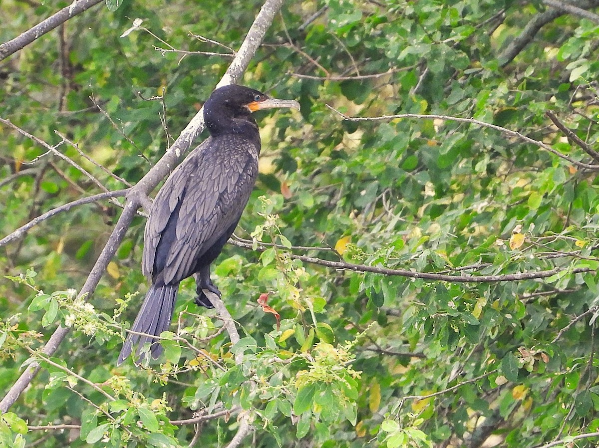 Neotropic Cormorant - ML647030457