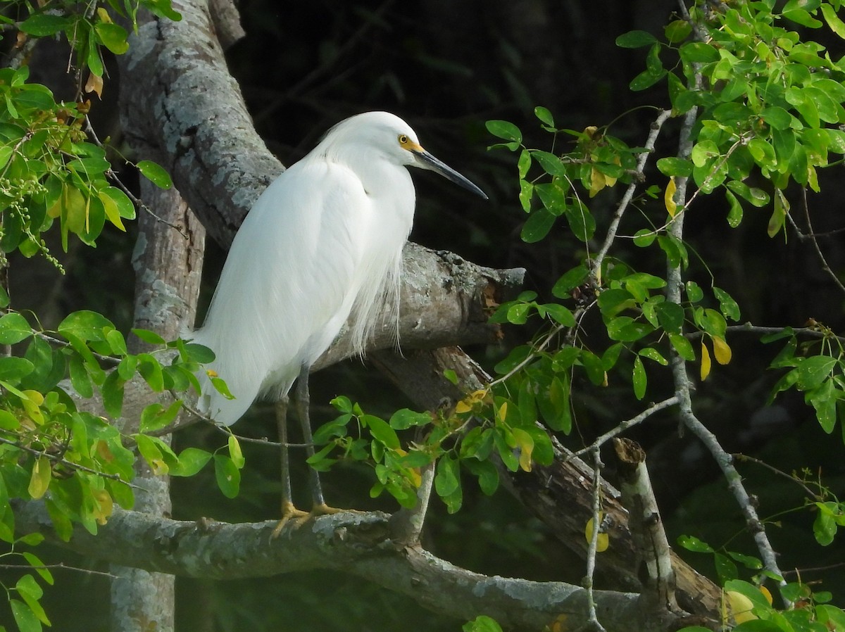Garceta Nívea - ML647030458