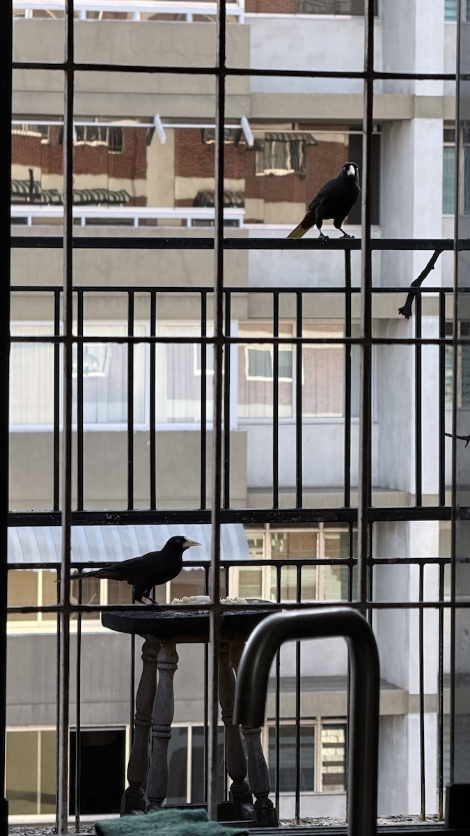 Хохлатая оропендола - ML647030475