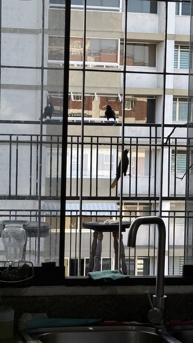 Хохлатая оропендола - ML647030476