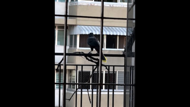 Хохлатая оропендола - ML647030477