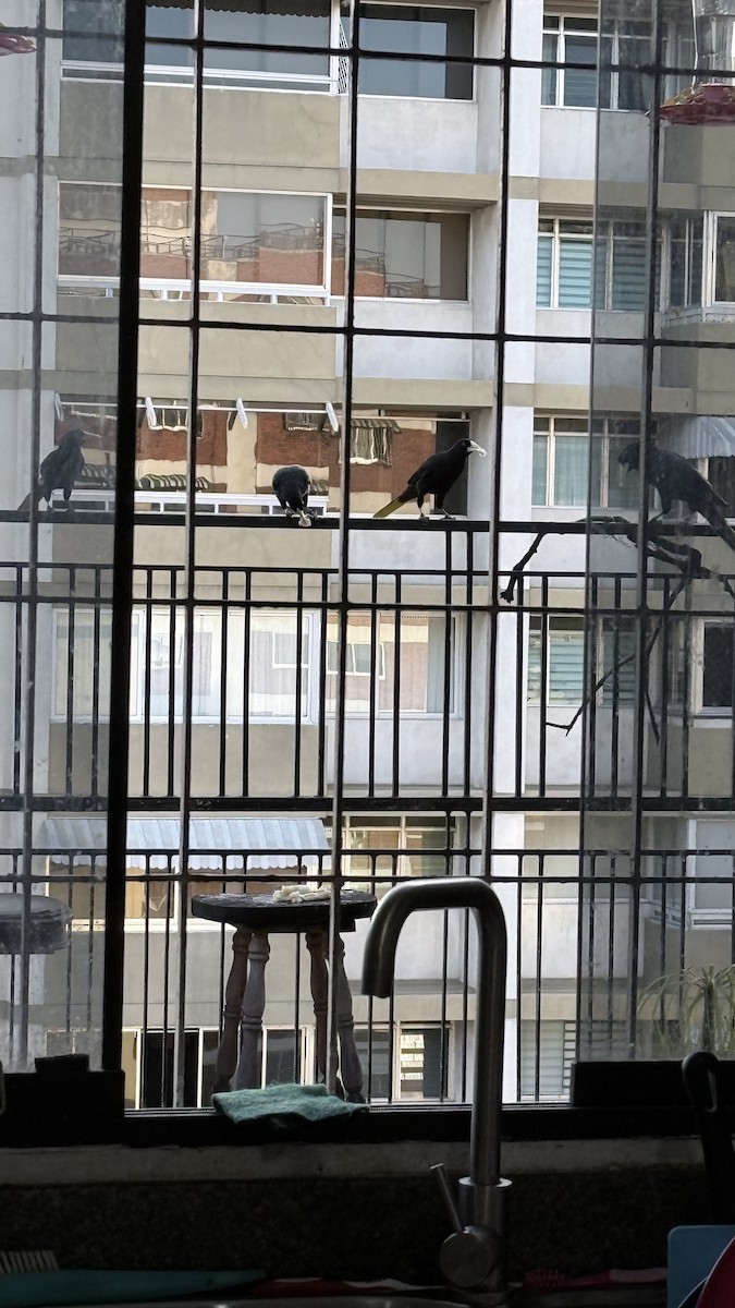 Хохлатая оропендола - ML647030478