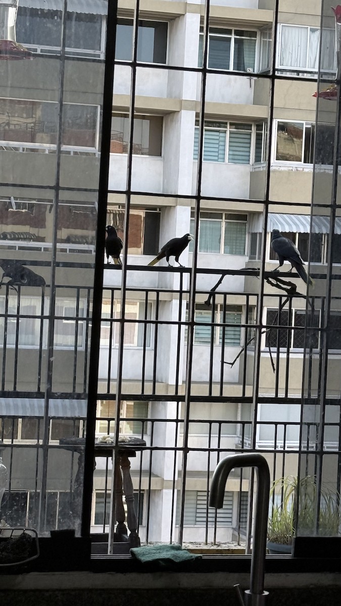 Хохлатая оропендола - ML647030479