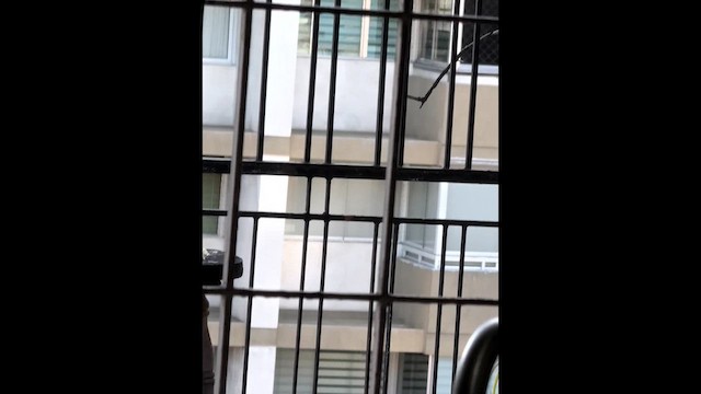 Хохлатая оропендола - ML647030480