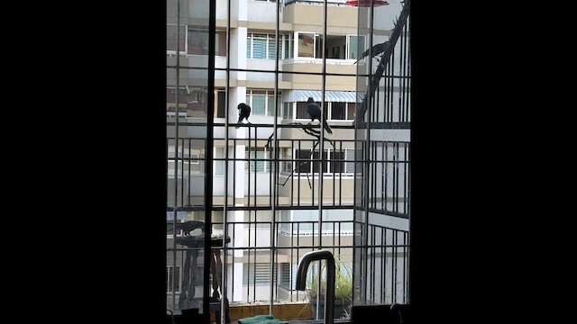 Хохлатая оропендола - ML647030481