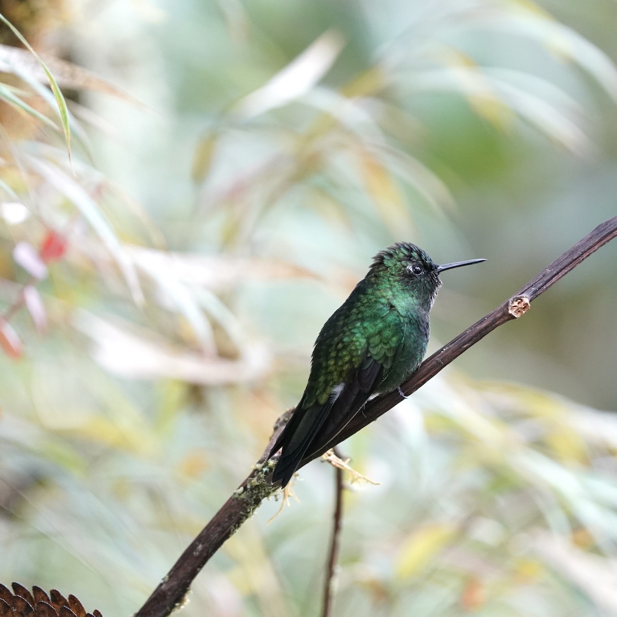 Tourmaline Sunangel - ML647030482