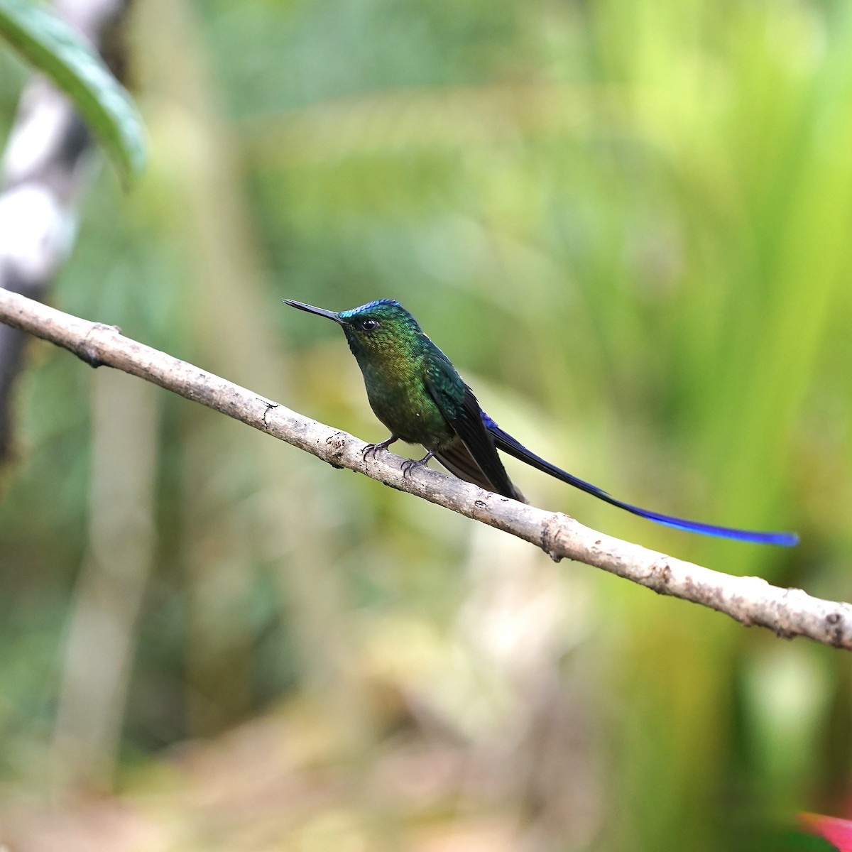 ムラサキフタオハチドリ - ML647030495