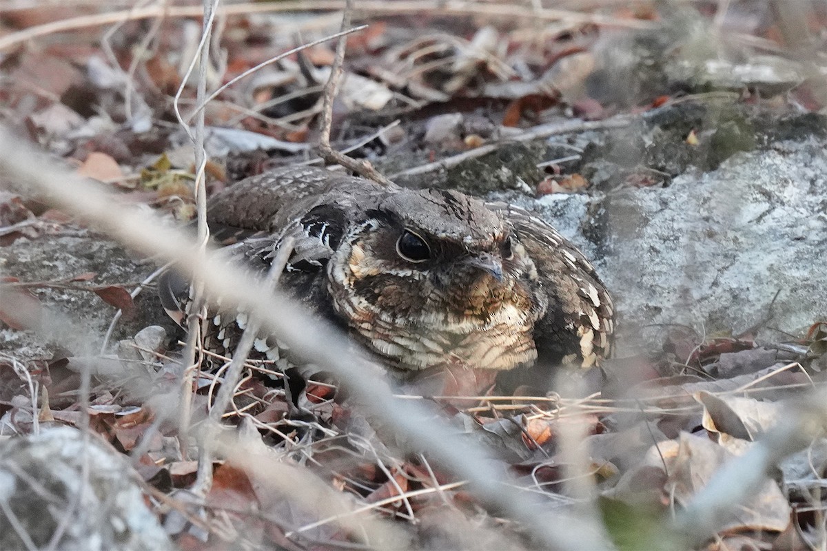 Common Pauraque - ML647030496