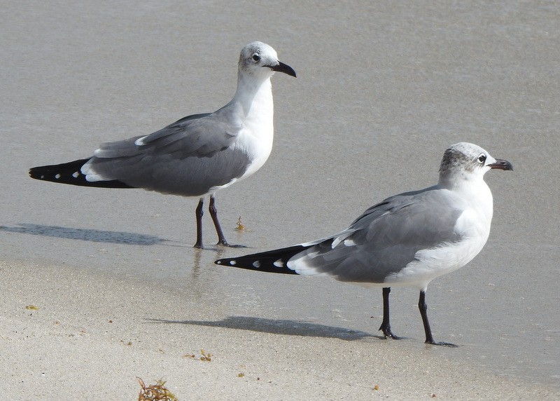 Ацтекская чайка - ML647030500