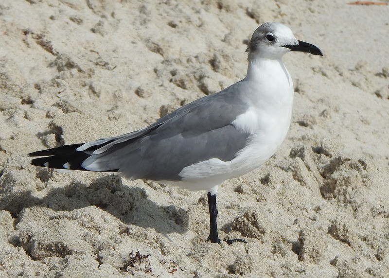 Ацтекская чайка - ML647030501