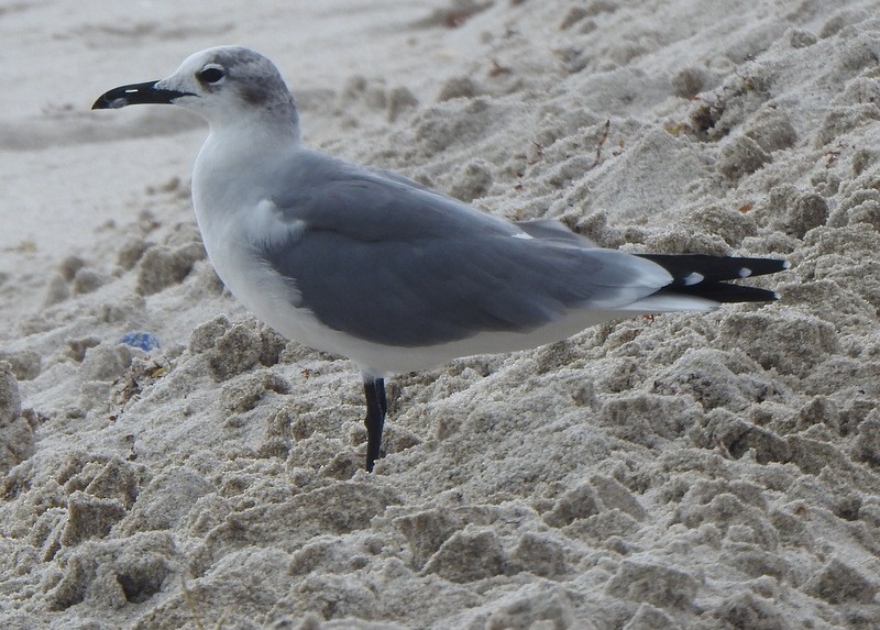 Ацтекская чайка - ML647030502