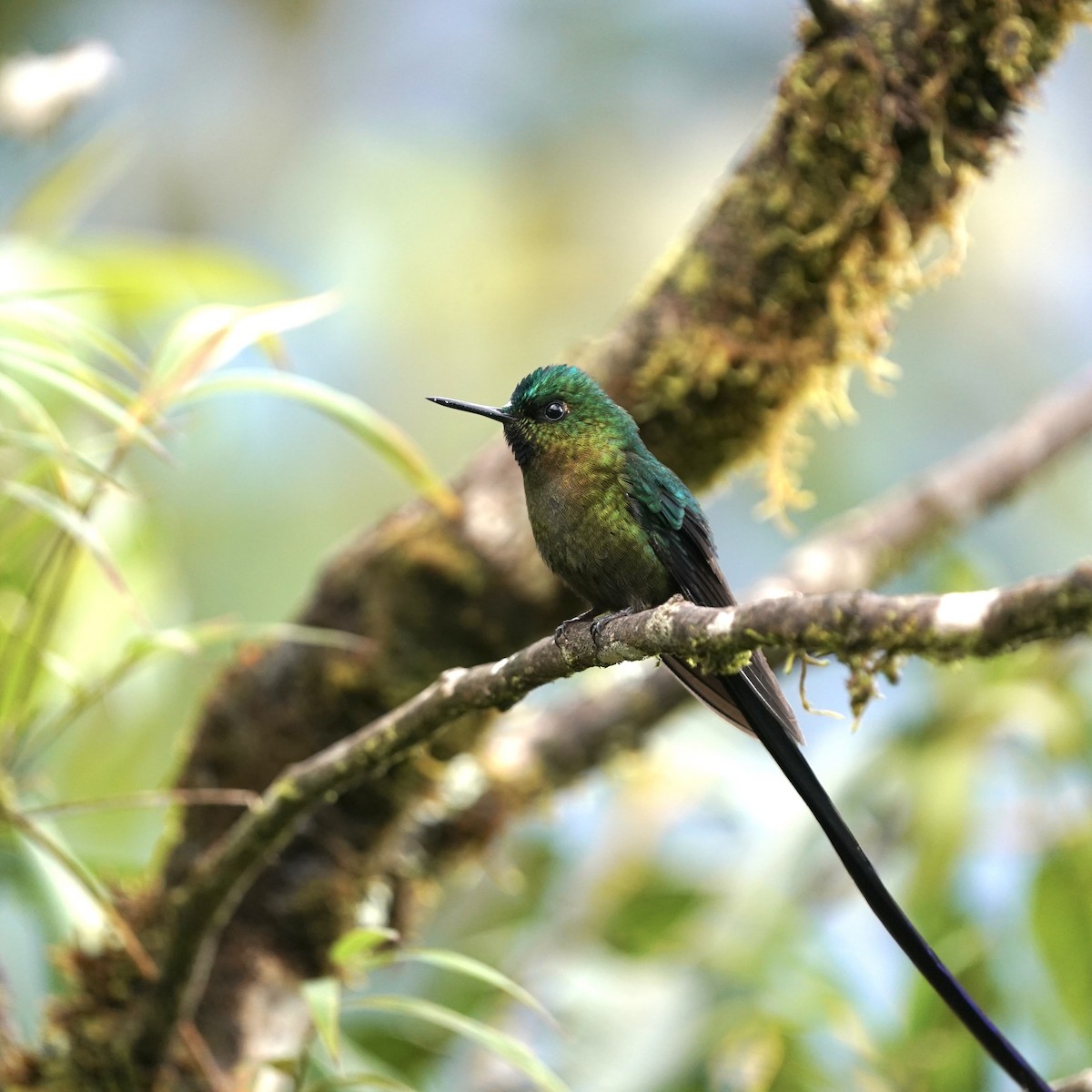 ムラサキフタオハチドリ - ML647030508