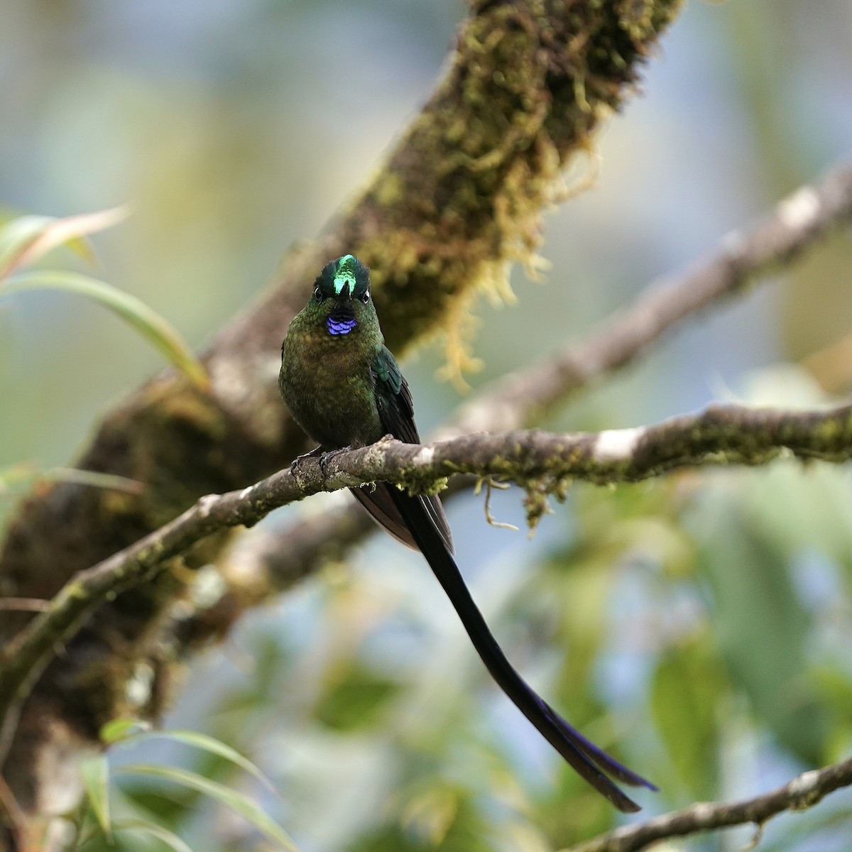 ムラサキフタオハチドリ - ML647030513