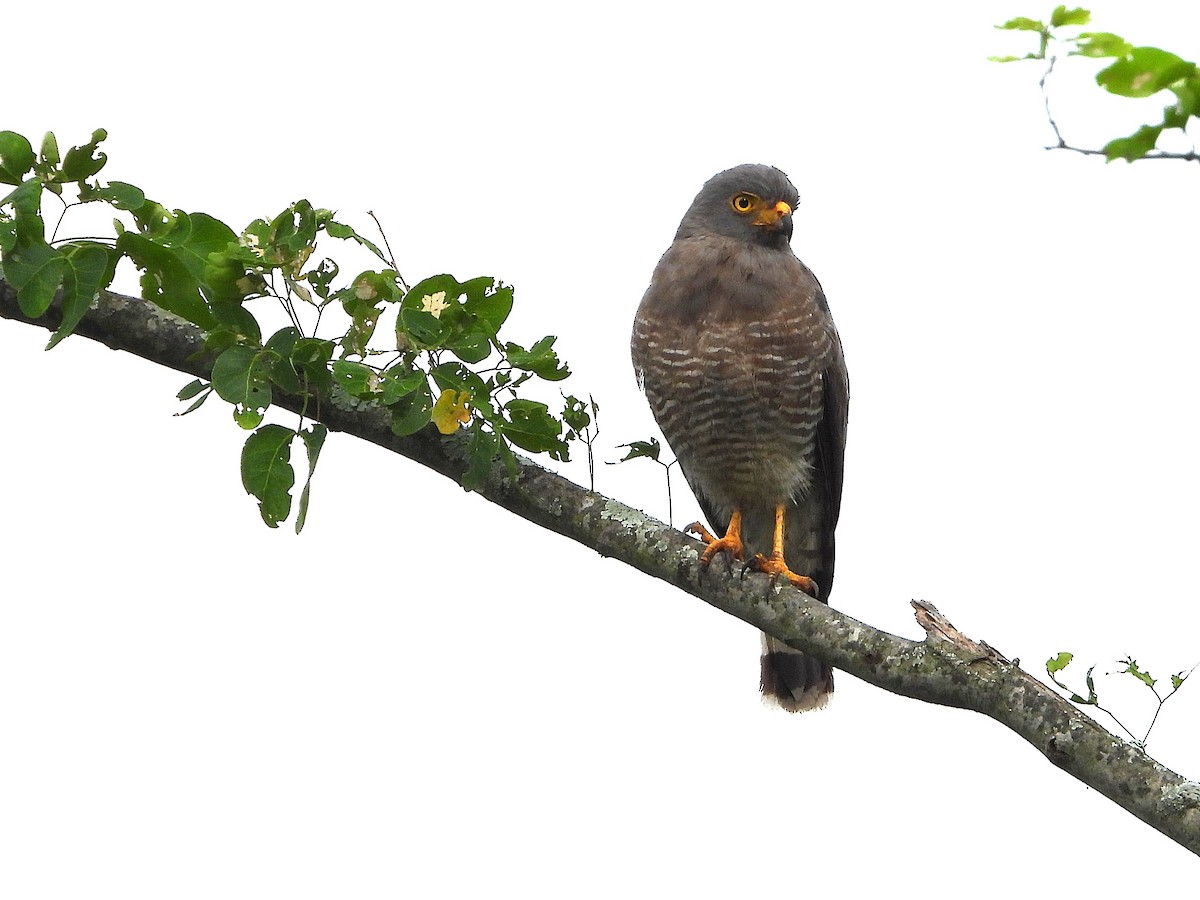 káně krahujová [skupina magnirostris] - ML647030515