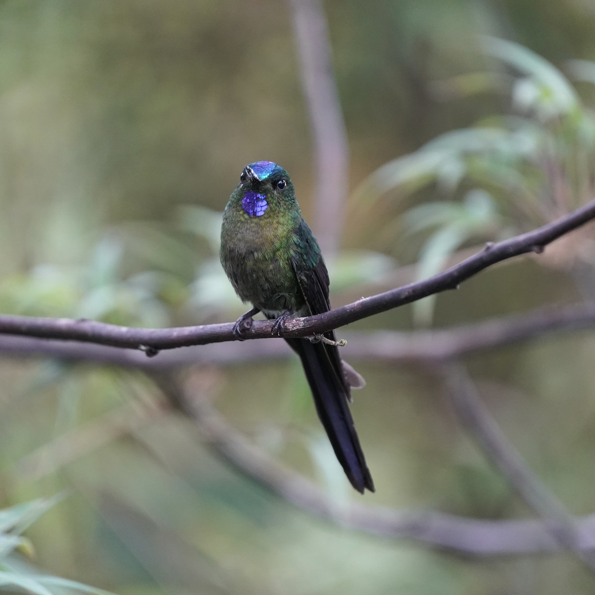 ムラサキフタオハチドリ - ML647030518