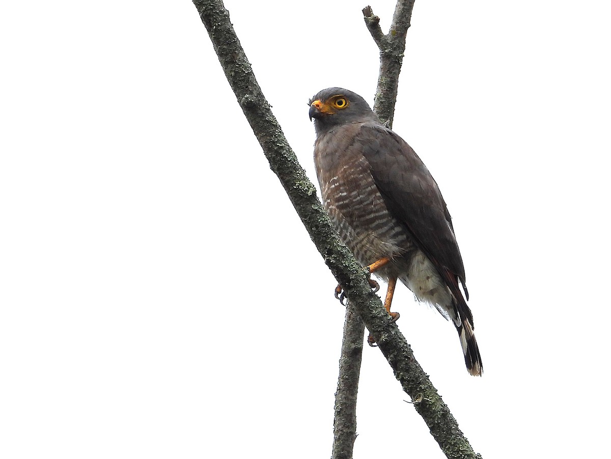 káně krahujová [skupina magnirostris] - ML647030522