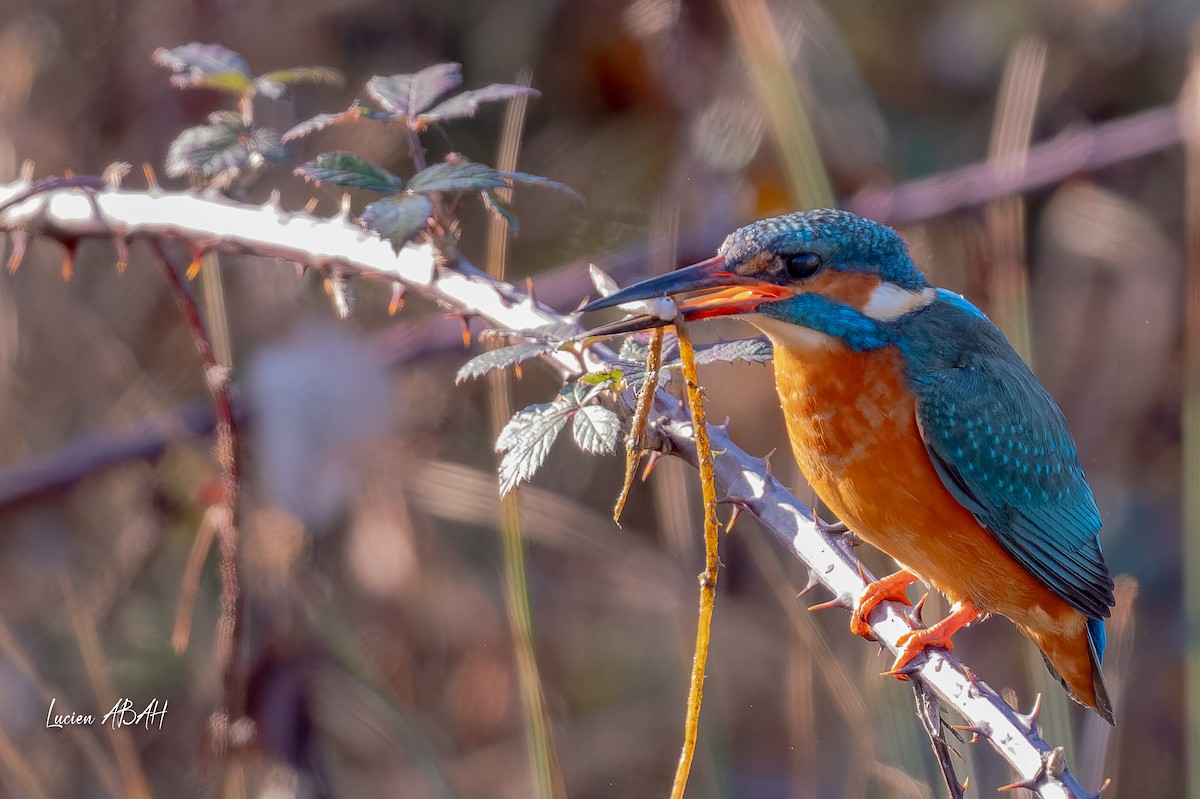 ledňáček říční - ML647030528