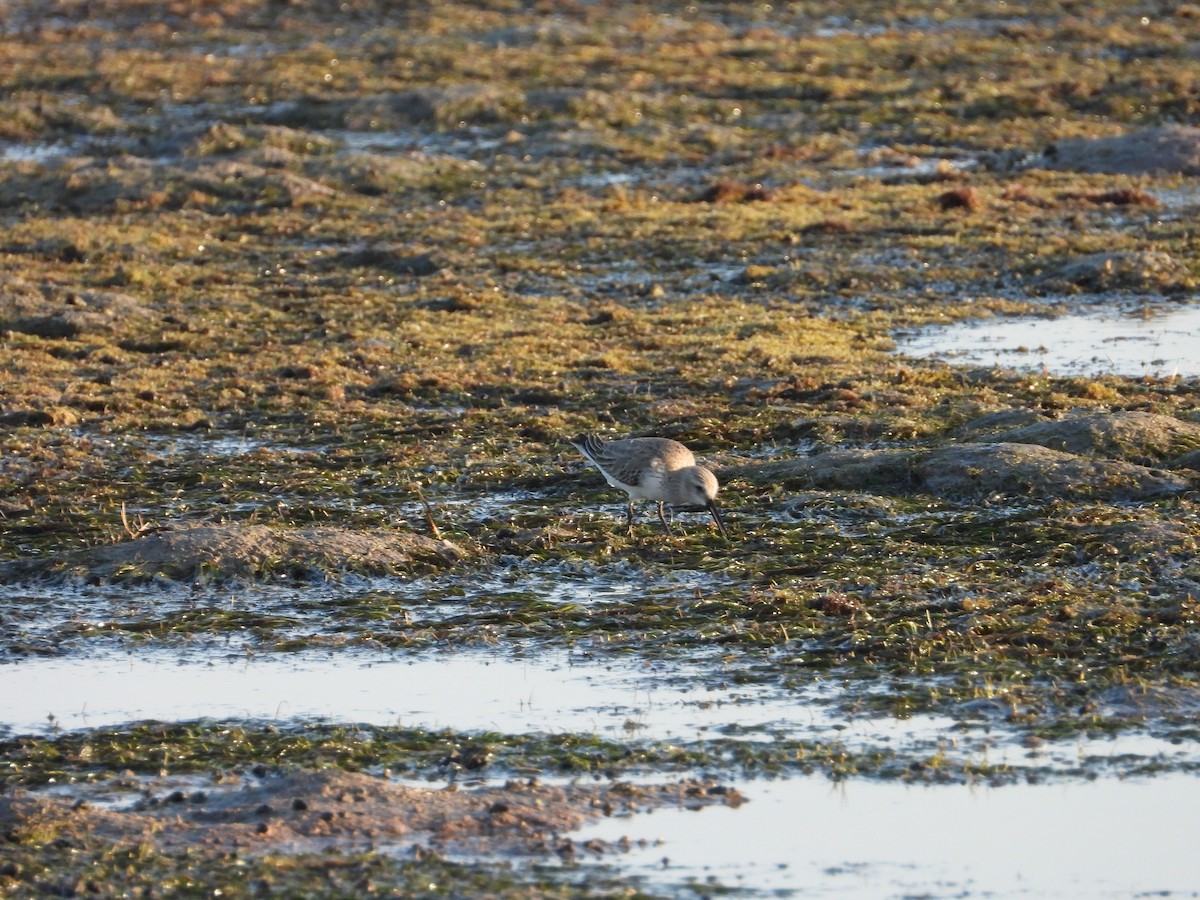 jespáček ploskozobý - ML647030529