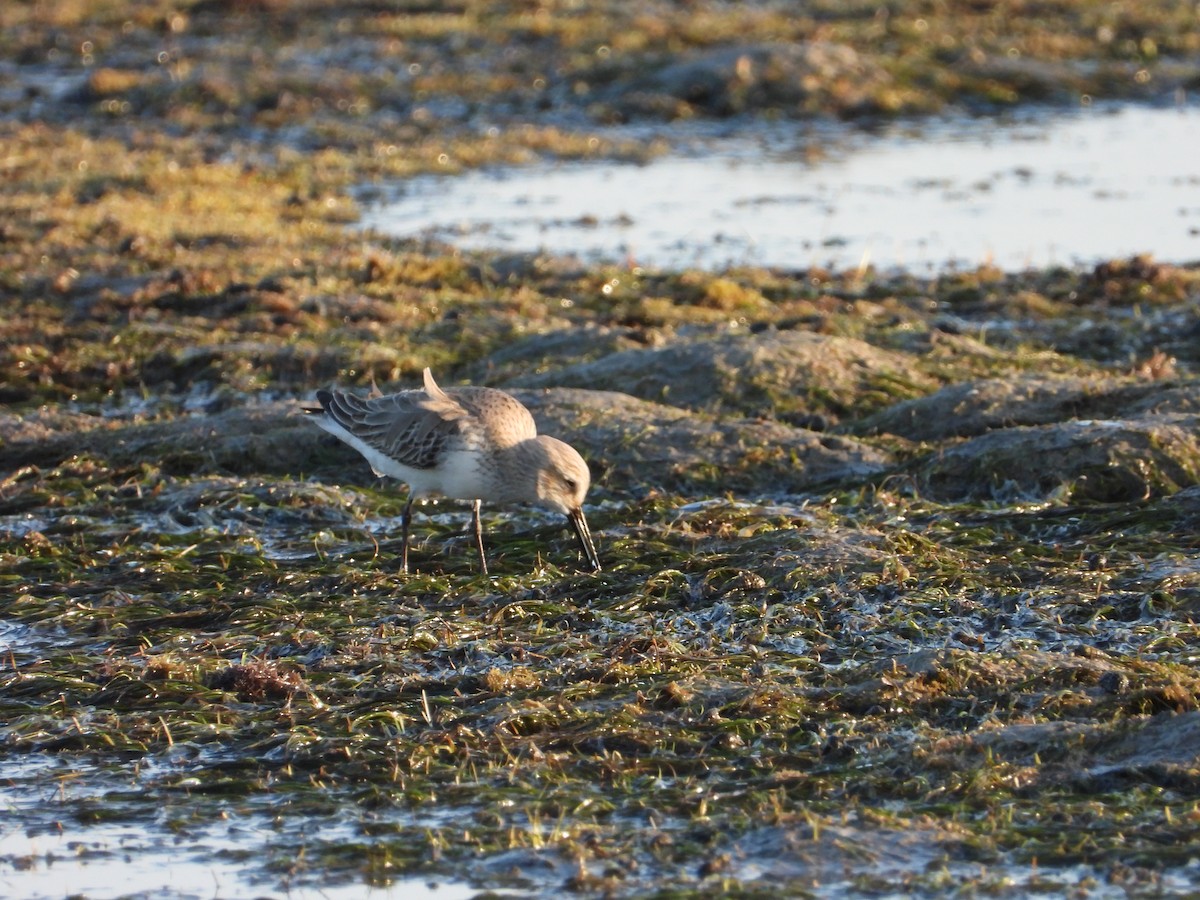 jespáček ploskozobý - ML647030530