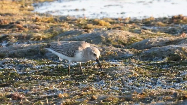 Побережник болотяний - ML647030533