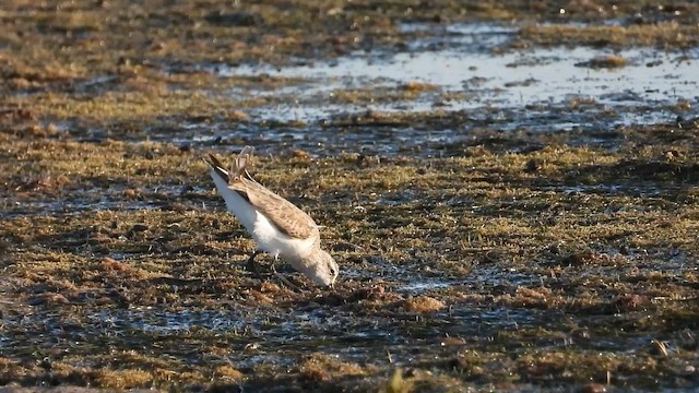 Побережник болотяний - ML647030534