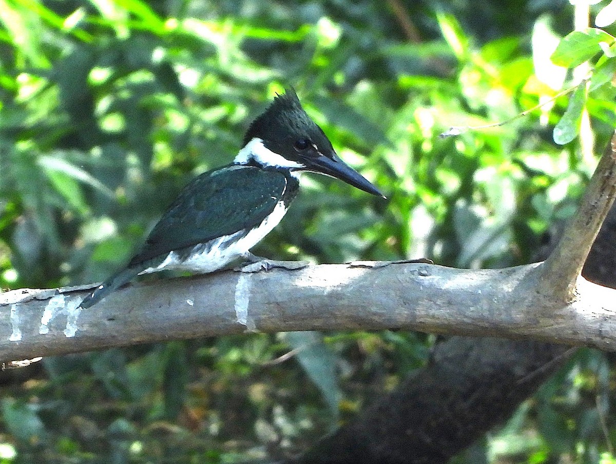 rybařík amazonský - ML647030536