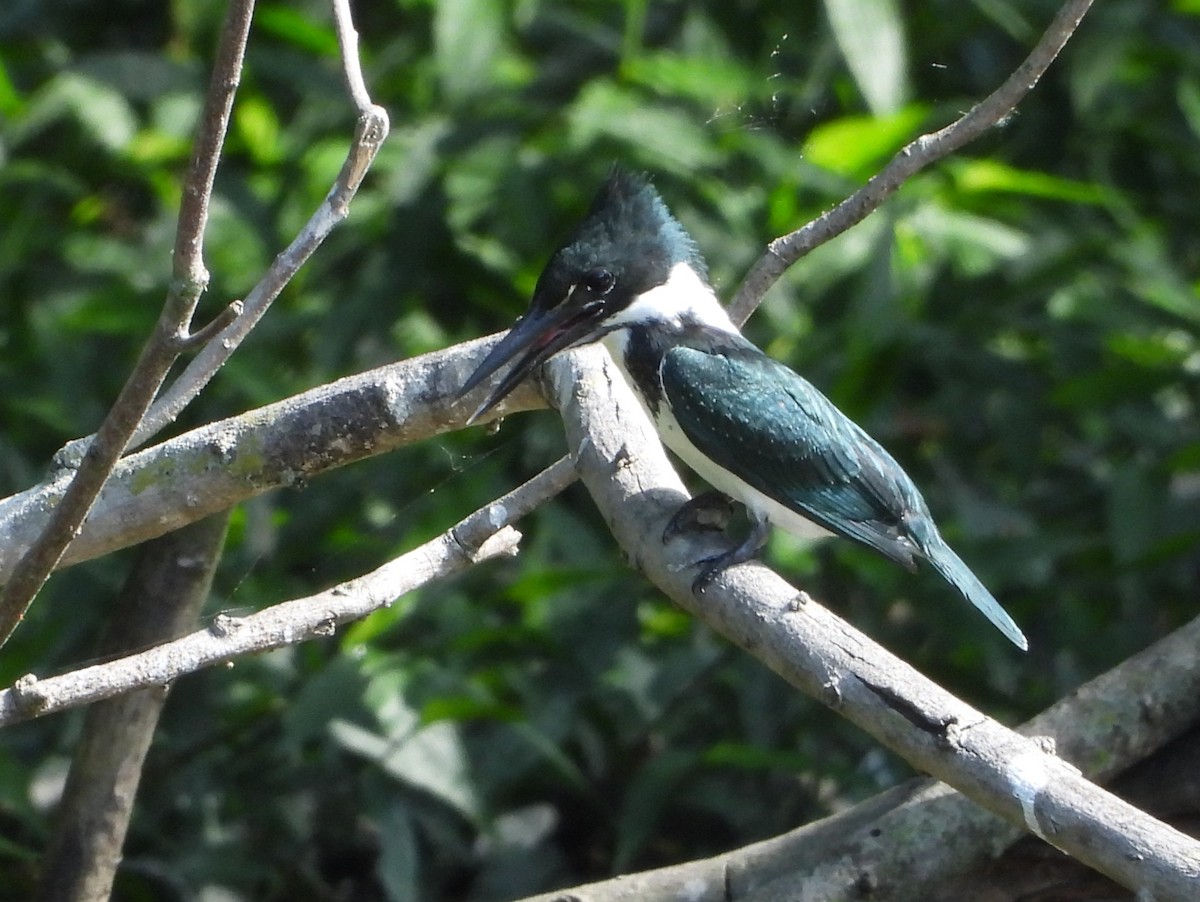 rybařík amazonský - ML647030537