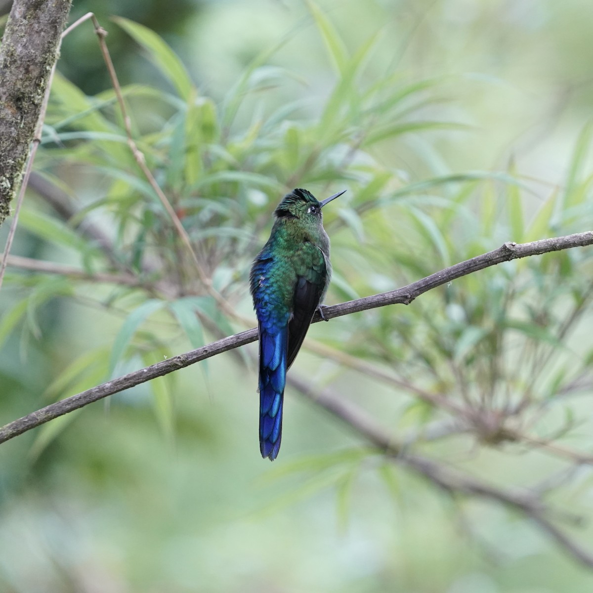 sylfa fialovoocasá - ML647030538