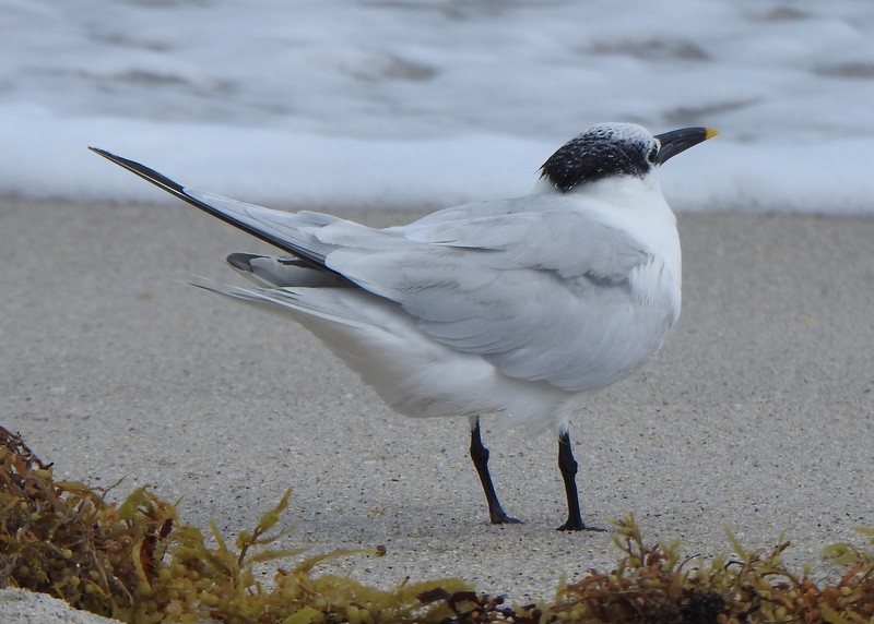 rybák severní - ML647030539