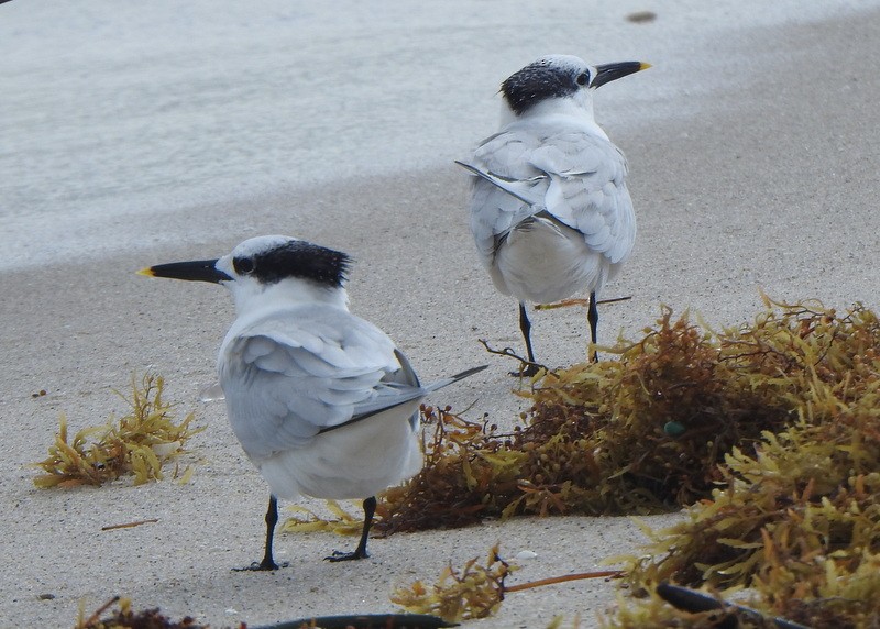 rybák severní - ML647030540