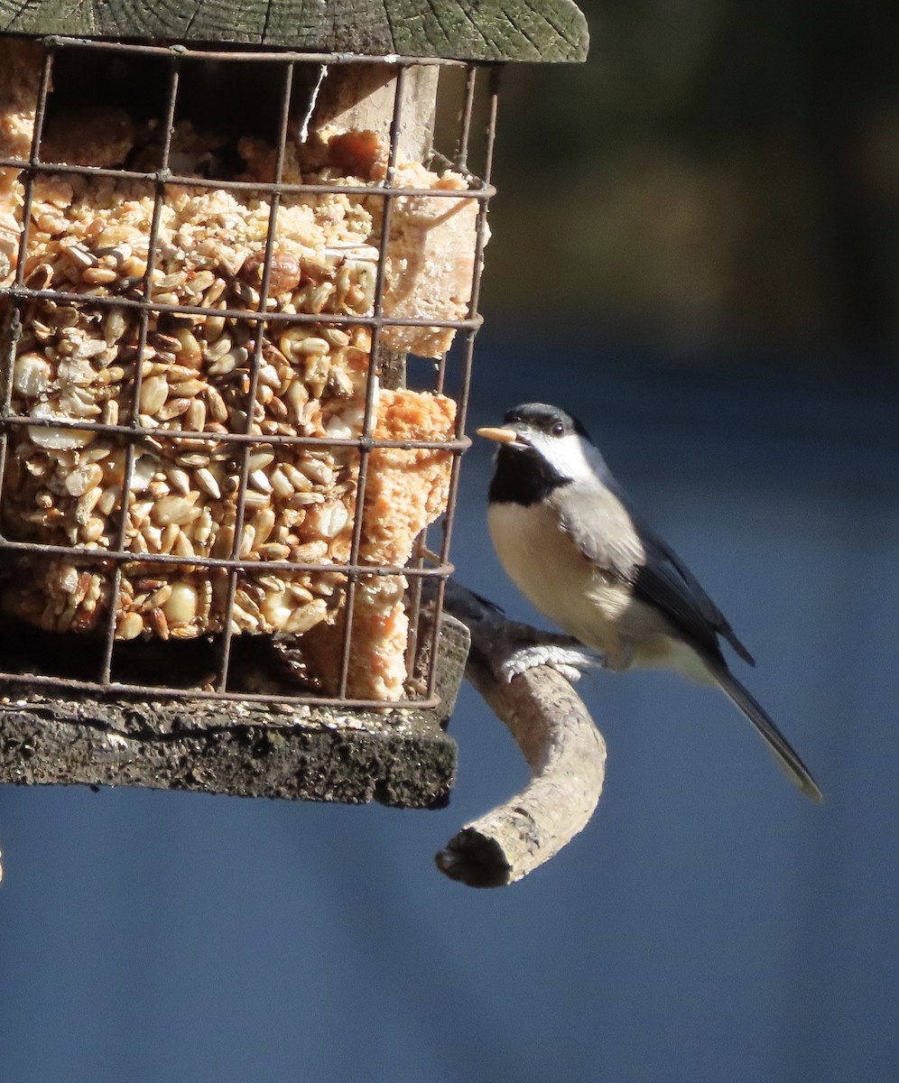 sýkora karolínská - ML647030541