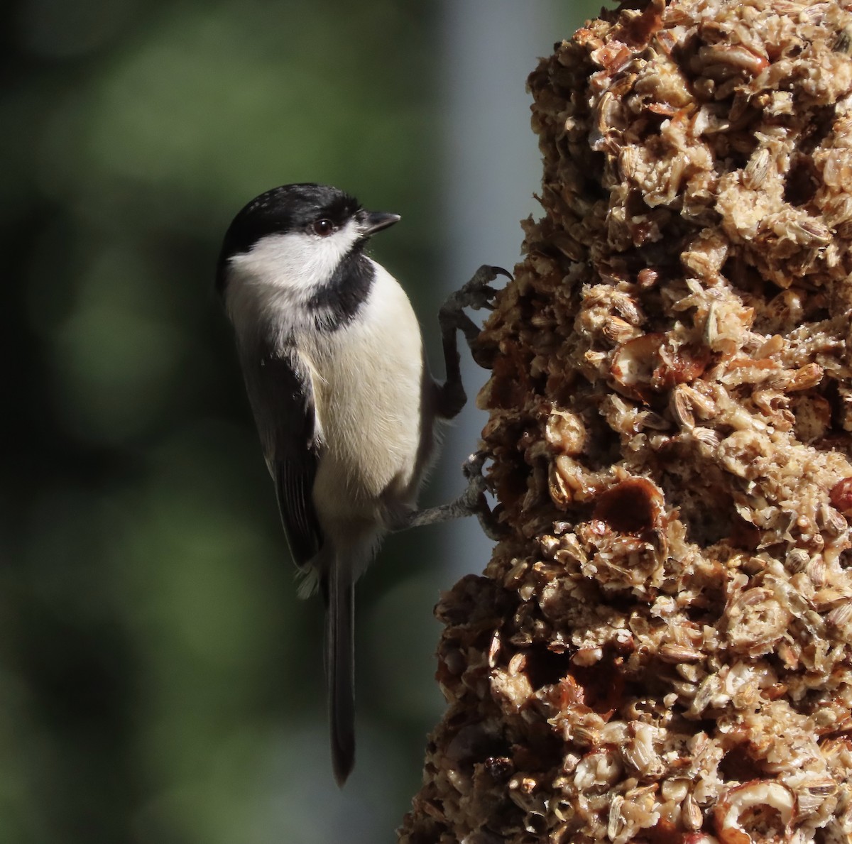 sýkora karolínská - ML647030542