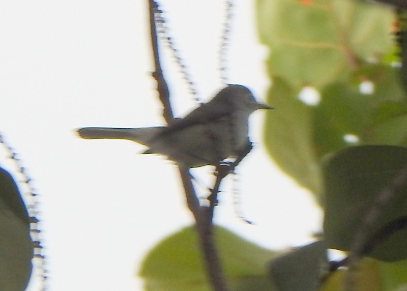 leskot modrošedý - ML647030544