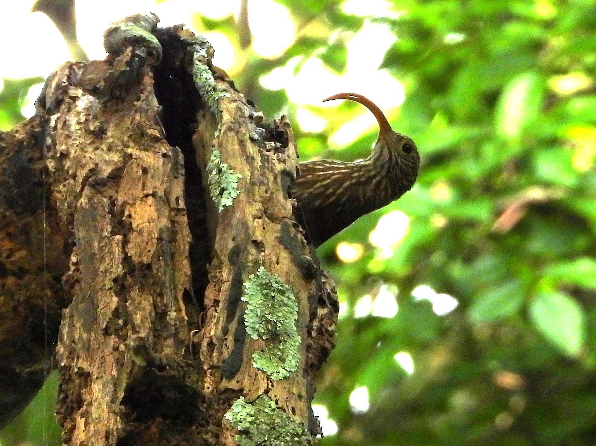 Red-billed Scythebill - ML647030545