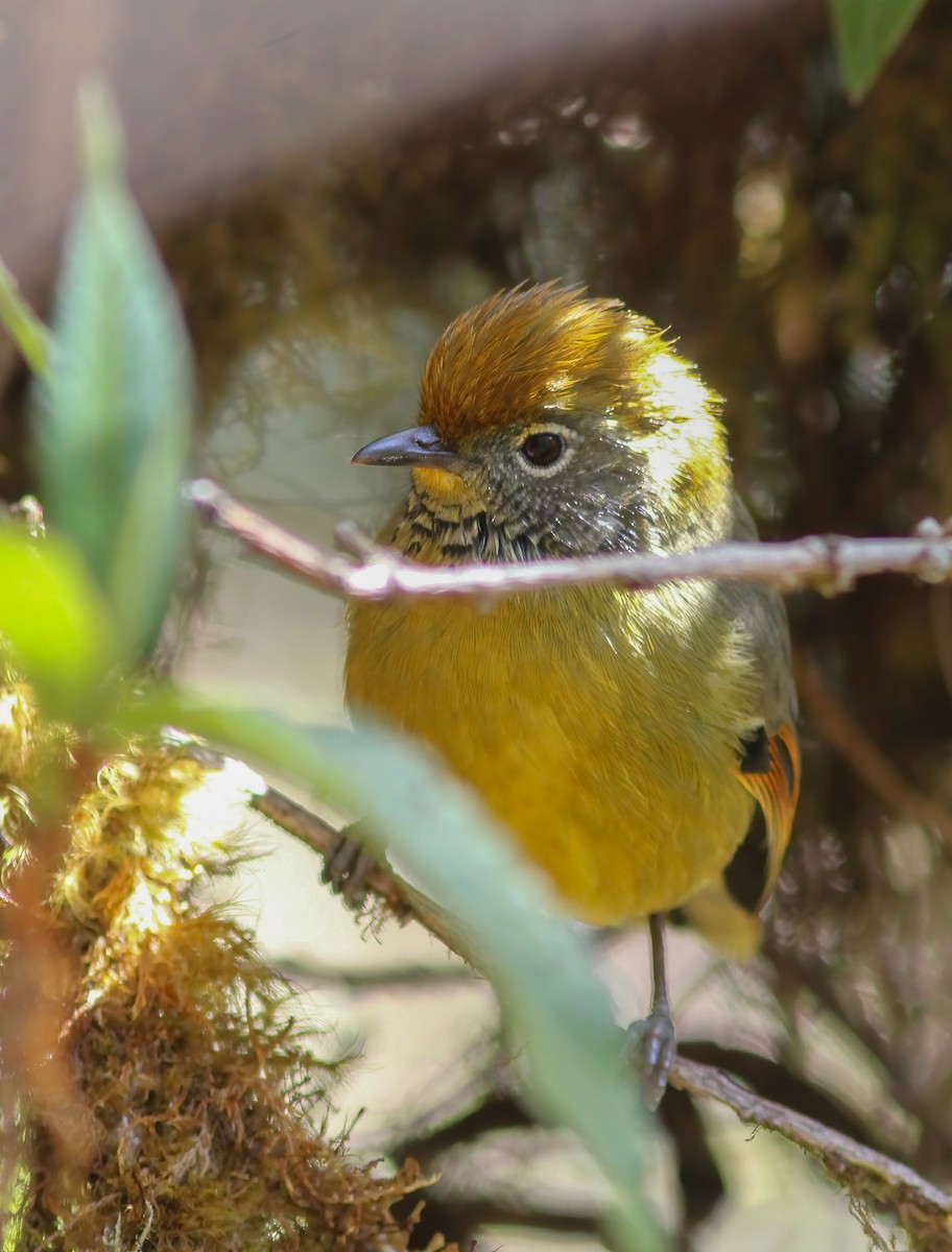 Chestnut-tailed Minla - ML647030546