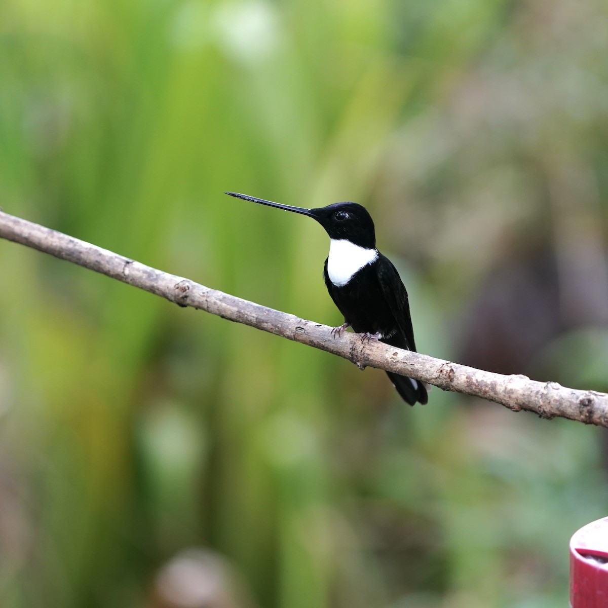 inka královský - ML647030547