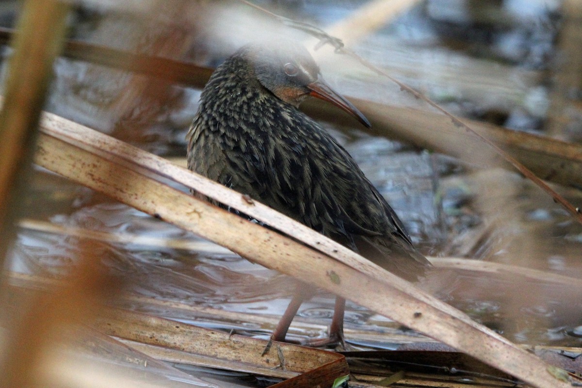 chřástal virginský - ML647030550