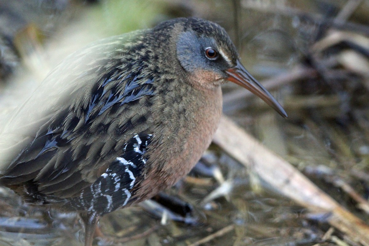 chřástal virginský - ML647030551