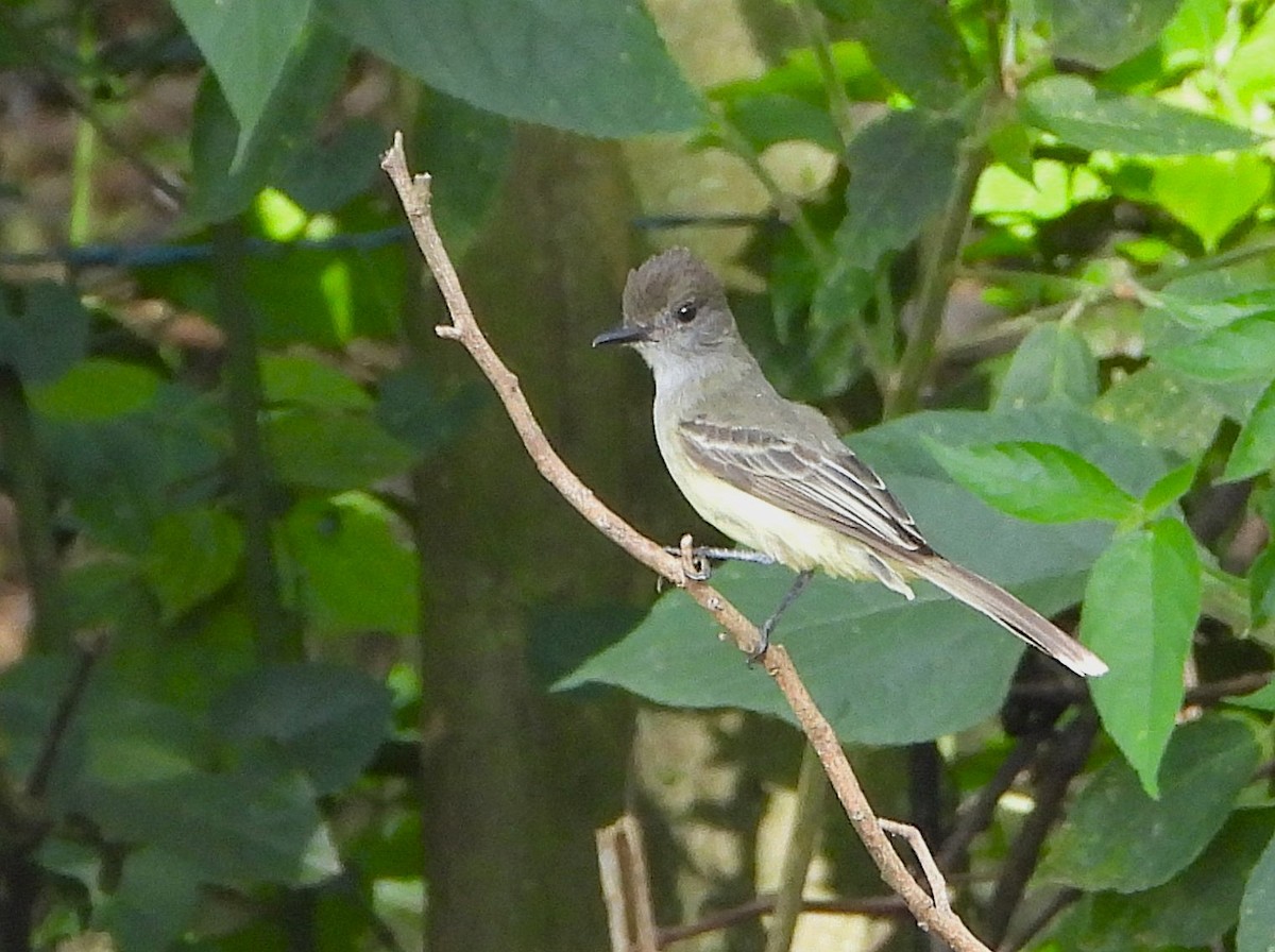 Apical Flycatcher - ML647030555