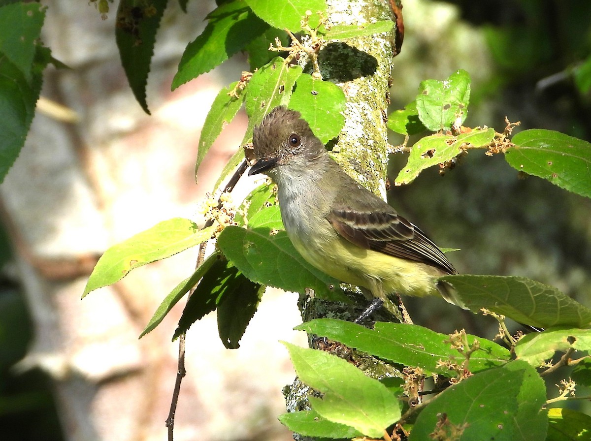 Apical Flycatcher - ML647030556