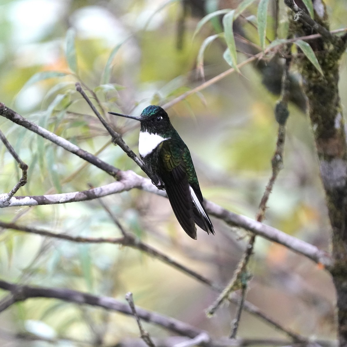 inka královský - ML647030557